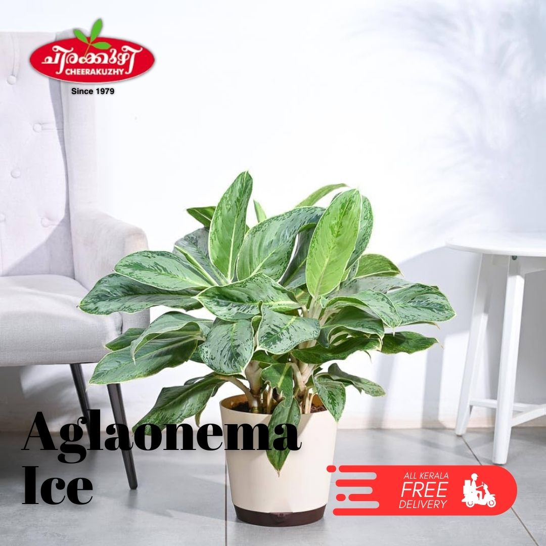 aglonema ice